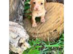 Dachshund Puppy for sale in Industry, IL, USA