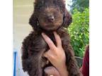 Labradoodle Puppy for sale in Spartanburg, SC, USA