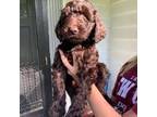 Labradoodle Puppy for sale in Spartanburg, SC, USA