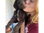 Labradoodle Puppy for sale in Spartanburg, SC, USA