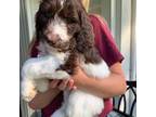 Labradoodle Puppy for sale in Spartanburg, SC, USA