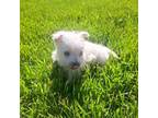 West Highland White Terrier Puppy for sale in Bagley, MN, USA