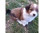 Pembroke Welsh Corgi Puppy for sale in Ellensburg, WA, USA