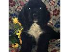 Cocker Spaniel Puppy for sale in Canton, OH, USA