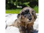Goldendoodle Puppy for sale in Fincastle, VA, USA