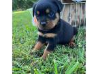 Rottweiler Puppy for sale in Columbia, SC, USA