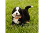 Bernese Mountain Dog Puppy for sale in Warsaw, IN, USA