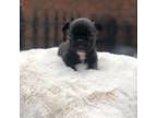 French Bulldog Puppy for sale in Redford, MI, USA