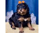 Mutt Puppy for sale in Crawfordsville, IA, USA