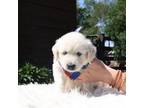 Golden Retriever Puppy for sale in Shipshewana, IN, USA