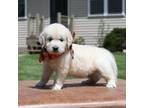 Golden Retriever Puppy for sale in Shipshewana, IN, USA