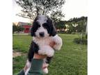 Aussiedoodle Puppy for sale in Summertown, TN, USA