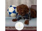 Poodle (Toy) Puppy for sale in Tracy, CA, USA