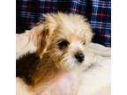 Yorkshire Terrier Puppy for sale in Bryans Road, MD, USA