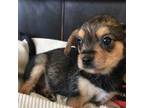 Yorkshire Terrier Puppy for sale in Bryans Road, MD, USA