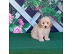 Mutt Puppy for sale in Effingham, IL, USA