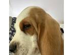 Basset Hound Puppy for sale in Savannah, TN, USA