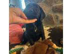 Labrador Retriever Puppy for sale in Appomattox, VA, USA