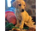 Labrador Retriever Puppy for sale in Appomattox, VA, USA