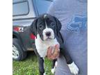 Boxer Puppy for sale in Amberg, WI, USA