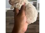 Poodle (Toy) Puppy for sale in Deltona, FL, USA