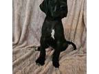 Great Dane Puppy for sale in Shamokin, PA, USA