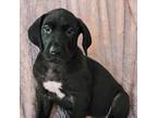 Great Dane Puppy for sale in Shamokin, PA, USA