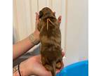 Dachshund Puppy for sale in Marion, OH, USA