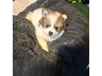 Pomeranian Puppy for sale in Santa Ana, CA, USA