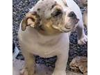 Bulldog Puppy for sale in Freehold, NJ, USA