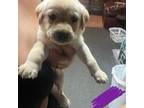 Labrador Retriever Puppy for sale in Pittsford, NY, USA