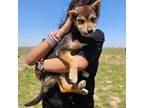 Shiba Inu Puppy for sale in Lubbock, TX, USA