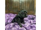 Cocker Spaniel Puppy for sale in Vilonia, AR, USA