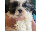 Shih Tzu Puppy for sale in Lansing, IA, USA