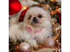 Pekingese Puppy for sale in Conroe, TX, USA