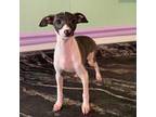 Italian Greyhound Puppy for sale in Fort Branch, IN, USA
