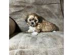 Shih Tzu Puppy for sale in Andrews, SC, USA