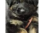 German Shepherd Dog Puppy for sale in Middleboro, MA, USA