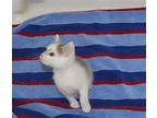 Cabot Domestic Shorthair Kitten Male