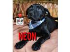 Neon Jewels Labrador Retriever Puppy Male