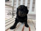 Cavapoo Puppy for sale in Billerica, MA, USA