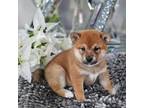 Shiba Inu Puppy for sale in Pittsburgh, PA, USA