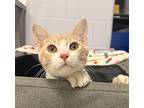 Calvin Domestic Shorthair Young Male