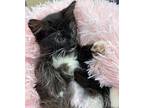 Callisto Domestic Longhair Kitten Female