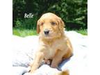 Goldendoodle Puppy for sale in Fincastle, VA, USA