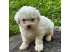 Bichon Frise Puppy for sale in Brentwood, TN, USA