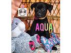 Aqua Jewels Labrador Retriever Puppy Female