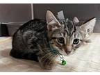 Luigi Domestic Shorthair Kitten Male