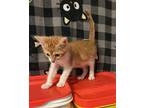 Matthew Domestic Shorthair Kitten Male