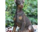 Doberman Pinscher Puppy for sale in Martinsburg, WV, USA